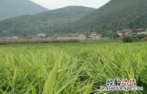 生姜膨大期管理技术 生姜膨大期的管理要点