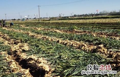 生姜膨大期管理技术 生姜膨大期的管理要点