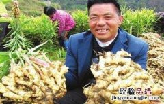 生姜膨大期管理技术 生姜膨大期的管理要点