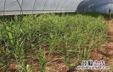 生姜膨大期管理技术 生姜膨大期的管理要点