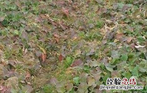 油菜僵苗怎么办 油菜僵苗的原因及防治方法