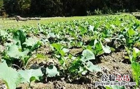 油菜僵苗怎么办 油菜僵苗的原因及防治方法
