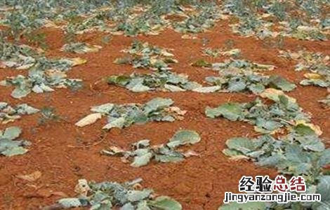 油菜僵苗怎么办 油菜僵苗的原因及防治方法
