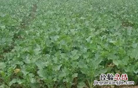 油菜僵苗怎么办 油菜僵苗的原因及防治方法