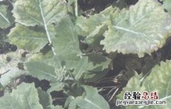 油菜僵苗怎么办 油菜僵苗的原因及防治方法