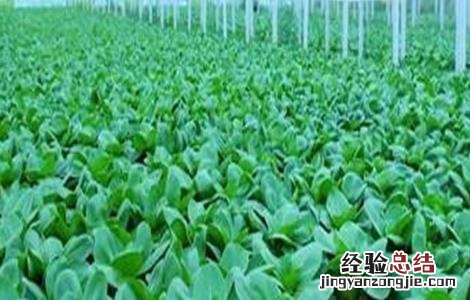 种植油菜花的注意事项 油菜种植的注意事项