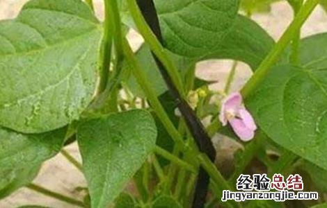 芸豆花期打什么药 芸豆花期注意事项