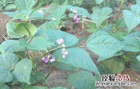 芸豆花期打什么药 芸豆花期注意事项