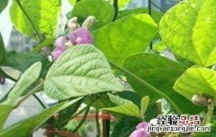 芸豆花期打什么药 芸豆花期注意事项