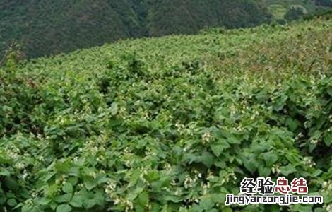 芸豆花期打什么药 芸豆花期注意事项
