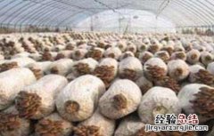秀珍菇种植技术农广天地 秀珍菇种植技术
