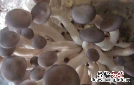 秀珍菇种植技术农广天地 秀珍菇种植技术