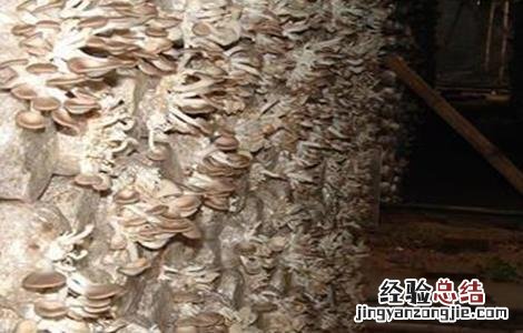 秀珍菇种植技术农广天地 秀珍菇种植技术