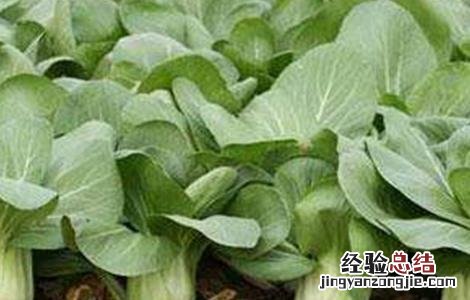 种植油菜的基本流程是什么 种植油菜的基本流程