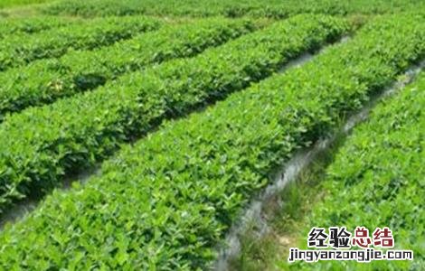 种植油菜的基本流程是什么 种植油菜的基本流程
