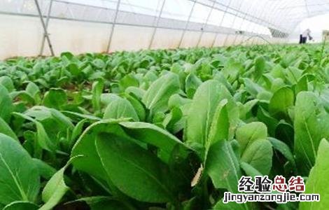 种植油菜的基本流程是什么 种植油菜的基本流程