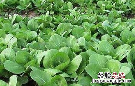 种植油菜的基本流程是什么 种植油菜的基本流程