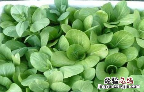 种植油菜的基本流程是什么 种植油菜的基本流程