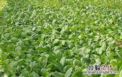 种植油菜的基本流程是什么 种植油菜的基本流程