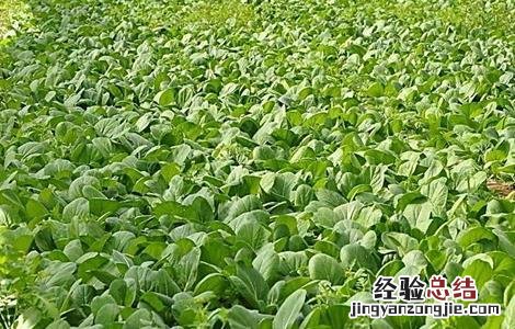 种植油菜的基本流程是什么 种植油菜的基本流程