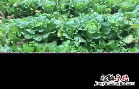 天津麻叶白菜的种植方法 白菜的种植方法