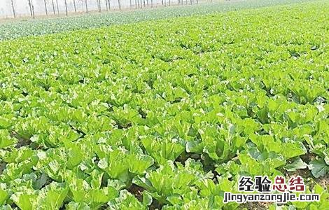 天津麻叶白菜的种植方法 白菜的种植方法