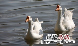 咏鹅的意思全解 咏鹅的意思全解一句话