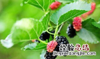 桑葚的功效与作用及食用方法 枸杞桑葚的功效与作用及食用方法