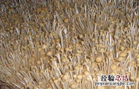 金针菇怎么种 金针菇怎么种植