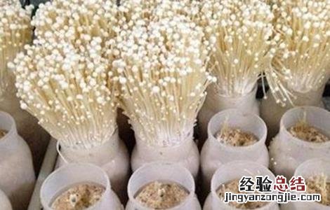 金针菇怎么种 金针菇怎么种植