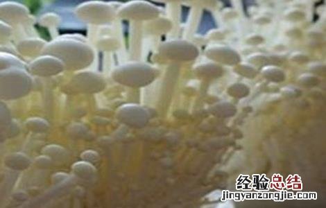 金针菇怎么种 金针菇怎么种植