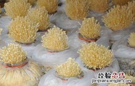 金针菇怎么种 金针菇怎么种植