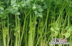 芹菜空心是什么原因造成的 芹菜空心的原因及预防方法