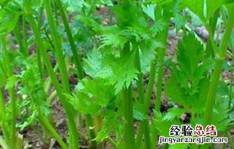 芹菜空心是什么原因造成的 芹菜空心的原因及预防方法