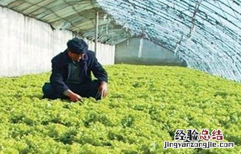 生菜高产施肥技术 生菜高产施肥技术视频