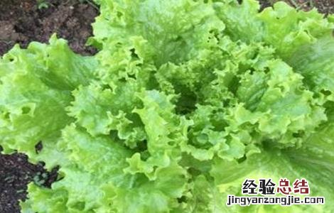 生菜高产施肥技术 生菜高产施肥技术视频