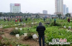 生菜高产施肥技术 生菜高产施肥技术视频
