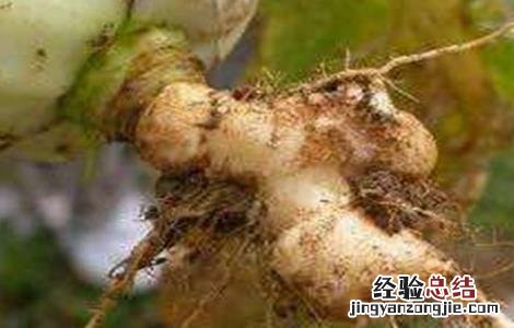 白菜根肿病病症 白菜根肿病症状及防治