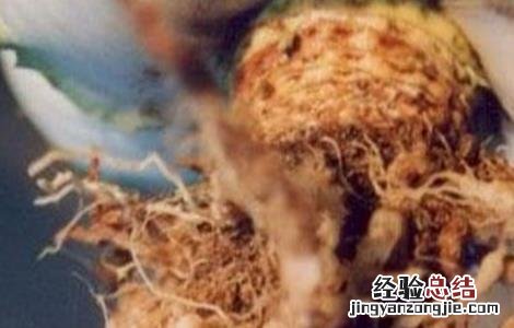 白菜根肿病病症 白菜根肿病症状及防治