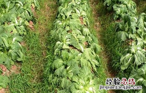 白菜根肿病病症 白菜根肿病症状及防治