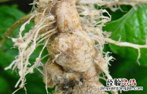 白菜根肿病病症 白菜根肿病症状及防治