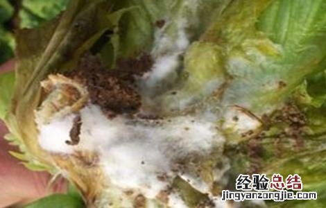 生菜病虫害的防治方法 生菜病虫害的防治方法视频