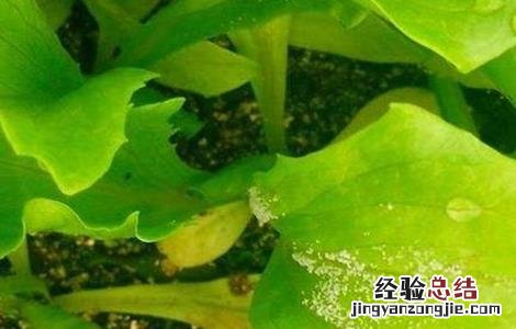 生菜病虫害的防治方法 生菜病虫害的防治方法视频