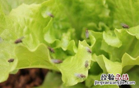 生菜病虫害的防治方法 生菜病虫害的防治方法视频