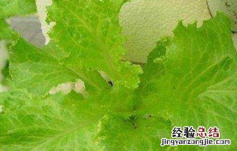 生菜病虫害的防治方法 生菜病虫害的防治方法视频