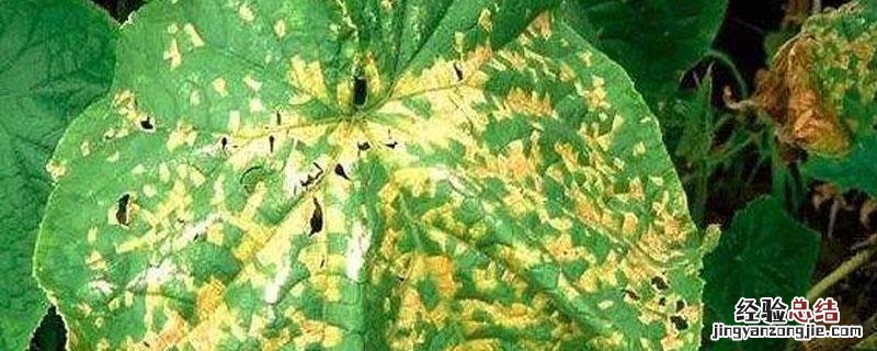 琥胶肥酸铜使用注意事项 琥胶肥酸铜注意事项