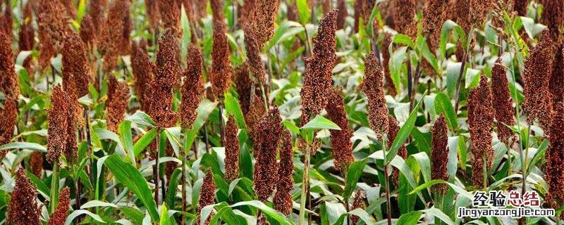 甜高粱牧草多高可以收割 甜高粱牧草一年割几次