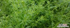 百草枯停产了吗 中国百草枯停产了吗