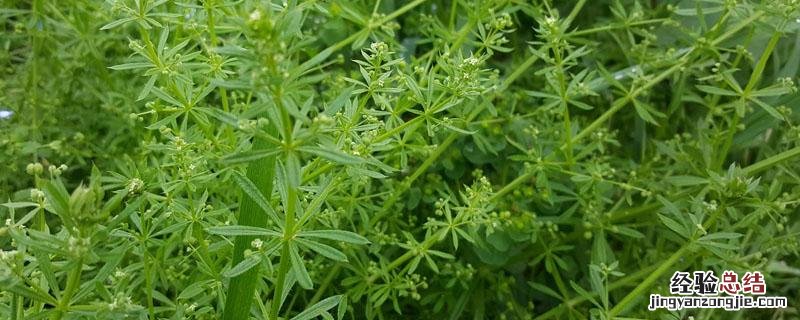 百草枯停产了吗 中国百草枯停产了吗