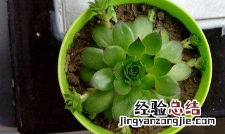 观音莲小崽怎么生根发芽 观音莲小崽怎么生根